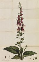 William Withering - An account of the foxglove