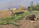 Mühlig, Hugo - Arbeit auf dem Feld