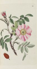 Palmstruch, Johann Wilhelm - Svensk Botanik