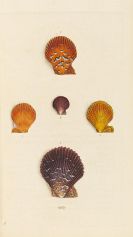 Donovan, Edward - The Natural History of British Shells