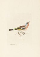 Lewin, William - The Birds of Great Britain