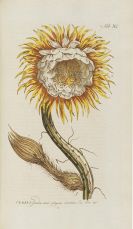 Miller, Philipp - Abbildungen der Pflanzen zu seinem Gärtnerlexicon