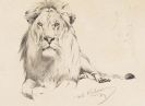 Friedrich Wilhelm Kuhnert - Studie eines Löwen