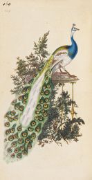 Edward Donovan - The Natural history of British birds