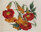 Curtis, William - Botanical magazine. 21 Bände. - Dabei: Edwards, Botanical register, Bd. I