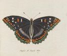 Georg Wolfgang Franz Panzer - Faunae insectorum Germanicae Initia. 190 Hefte und Index in 51 B&auml;nden.