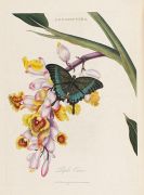 Donovan, Edward - An epitome of the natural history of the insects of China
