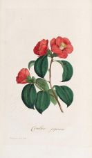Voorhelm Schneevoogt, Carl Gottfried - Icones Plantarum Rariorum