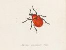 Panzer, Georg Wolfgang Franz - Faunae insectorum Germaniae initia, 8 Bände der Reihe