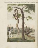 Bertuch, Friedrich Johann Justin - Bilderbuch für Kinder. 9 v. 12 Bde.