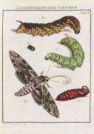 Augustin Johann Rösel von Rosenhof - Insecten-Belustigung