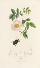 Curtis, John - British Entomology