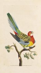 George Shaw - Vivarium naturae ... The Naturalist&#039;s Miscellany