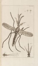 Swammerdam, Jan - Biblia Naturae sive Historia insectorum. 2 Bände