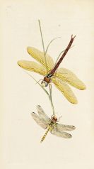 Donovan, Edward - British Insects. 16 in 4 Bänden