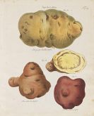 Putsche, C. W. E. - Versuch einer Monographie der Kartoffeln