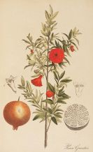 Nees von Esenbeck, Theodor Friedrich Ludwig - Plantae officinalis