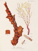Esper, Eugen Johann Christoph - Die Pflanzenthiere, in Abbildungen nach der Natur mit Farben erleuchtet. 2 Tafelbände