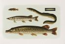 Vogt, Carl - Die Süsswasserfische von Mittel-Europa. Tafeln