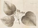 Carl Peter Thunberg - Flora iaponica