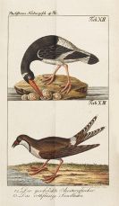 Bechstein, Johann Matthäus - Gemeinnützige Naturgeschichte Deutschlands