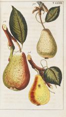 Gottlieb Tobias Wilhelm - Unterhaltungen aus der Naturgeschichte (Pflanzenreich). 10 Bände
