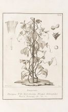 Scopoli, Johann Anton - Florae et Faunae