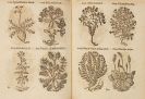 Pancovius, Thomas - Herbarium