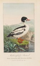 Naumann, Johann Andreas - Naturgeschichte der Vögel Deutschlands. 13 Bände
