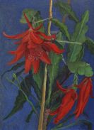 Münter, Gabriele - Rote Kakteenblüte auf blauem Grund
