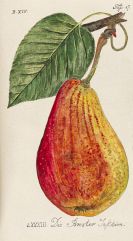 Sickler, Johann Volckmar - Der teutsche Obstg&auml;rtner. 22 B&auml;nde