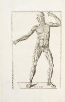 Eustachi, Bartholomeo - Tabulae anatomicae