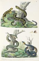 Schinz, Heinrich Rudolf - Abbildungen aus der Naturgeschichte