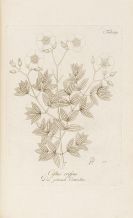 Schultz, Franz Johann - Abbildung der inn- und ausl&auml;ndischen B&auml;ume, Stauden und Str&auml;uche