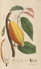 Nees von Esenbeck, Theodor Friedrich Ludwig - Plantae officinales. 3 B&auml;nde