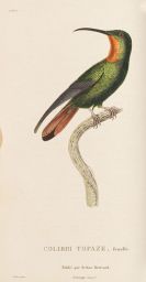 Lesson, R&eacute;ne-Primev&egrave;re - Histoire naturelle des colibris, suivie d'un supplement (&) Les trochilid&eacute;es, 2 Werke