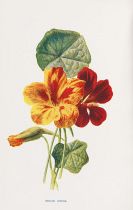 Botanik - Sammlung botanischer Werke von Martyn, Thornton und Hulme