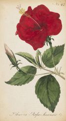 Bartsch, August Johann G. K. - Der ge&ouml;ffnete Blumengarten