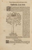 Bock, Hieronymus - Kre&uuml;tterbuch