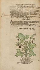 Bock, Hieronymus - Kre&uuml;terbuch