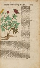 Bock, Hieronymus - Kreutterbuch