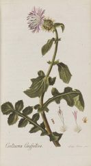 Roemer, Johann Jacob - Flora Europaea inchoata