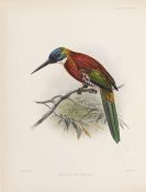 Sclater, Philip Lutley - A monograph of the Jacamars and Puff-Birds