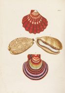 Knorr, Georg Wolfgang - Verlustiging der oogen en van den geest. 6 Teile in 2 B&auml;nden