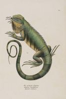 Schinz, Heinrich Rudolf - Naturgeschichte und Abbildungen der Reptilien. 17 Hefte