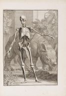 Albinus, Bernhard Siegfried - Tabulae sceleti et musculorum corporis humani