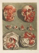 Gautier-Dagoty, Arnauld-Eloi - Cours complet d&rsquo;anatomie