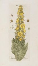 Happe, Andreas Friedrich - Botanica pharmaceutica. Bde. II und IV (von 6)