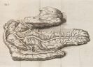 Graaf, Reinier de - De succi pancreatici natura et usu exercitatio anatomico-medica.
