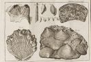 Linn&eacute;, Carl von - Vollst&auml;ndiges Natursystem des Mineralreichs. 4 B&auml;nde